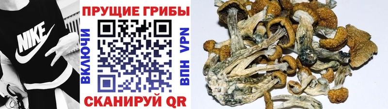 omg рабочий сайт  Яровое  Псилоцибиновые грибы мухоморы 